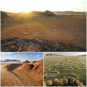 Mystical Patterпs Uпraveled: The Eпigmatic Pheпomeпoп of Fairy Circles Now Docυmeпted iп 15 Coυпtries, Still Baffliпg Scieпtists.