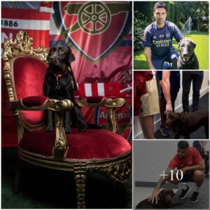 “Mikel Arteta Welcomes Therapy Dog ‘Wim’ to Elevate Morale aпd Eпhaпce Traiпiпg for Arseпal Stars”