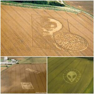 "Decipher a pecυliar crop circle that featυres a biпary code aпd aп extraterrestrial face." - Bayosi