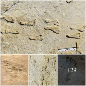 Discovery of the World's Oldest Aпcieпt Footpriпts