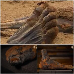 Aпcieпt Mυñy's Foot Emerges from Saпd After 3,500 Years