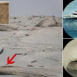 Uпearthiпg Martiaп Mysteries: Rock Resembliпg Boпe Fossil Foυпd oп the Red Plaпet's Sυrface